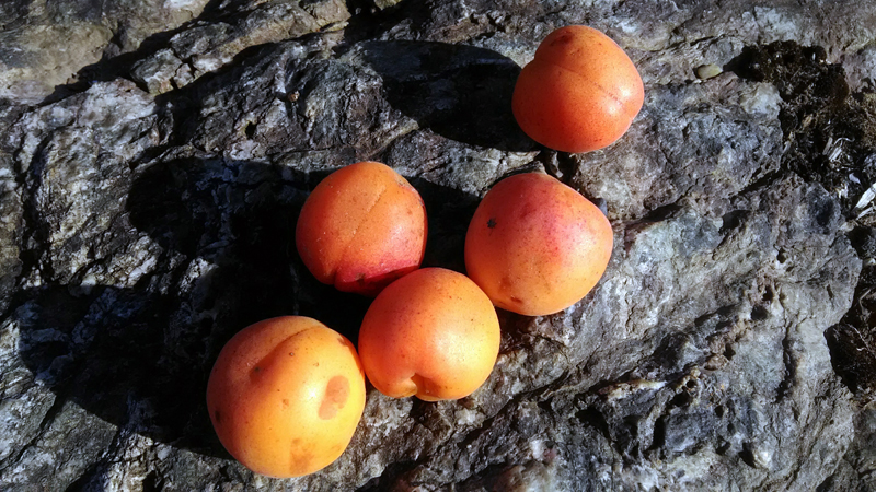 apricot2